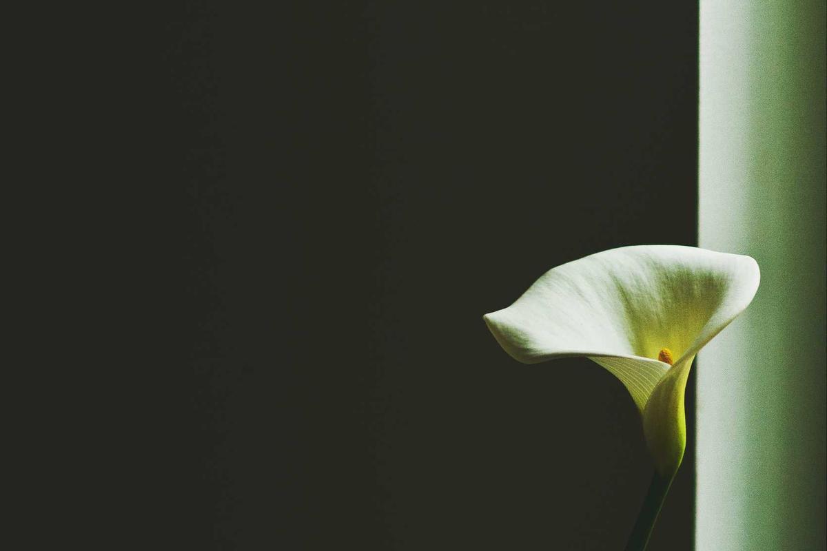 Snapshot 1 from a previous edition